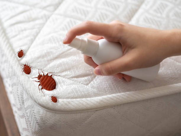 Best Insect Control  in Poteau, OK