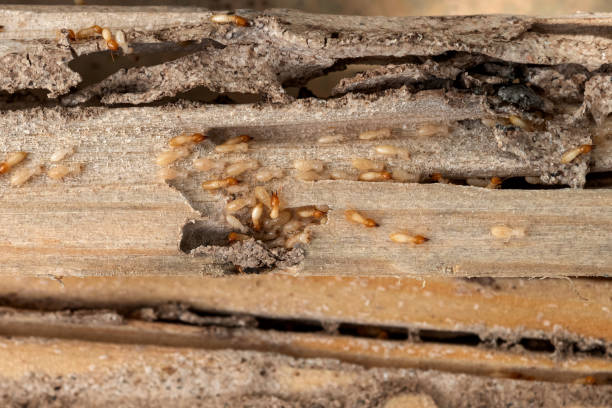 Best Local Pest Control Services  in Poteau, OK